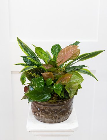 Small Dish Garden