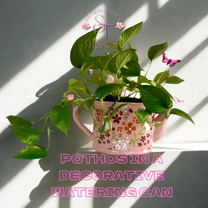 Pothos in a Decorative Watering Can