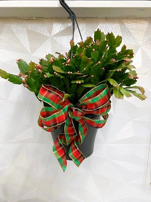 Hanging Christmas Cactus