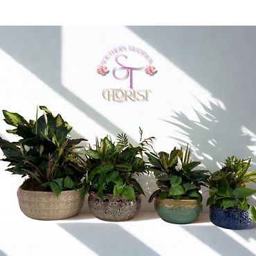 Medium Dish Garden