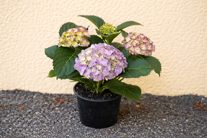 Small Hydrangea