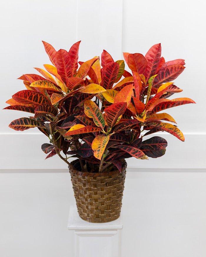 Large Croton