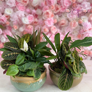 Medium Dish Garden
