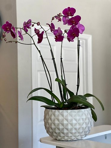 Two Double Stemmed Phalaenopsis Orchids