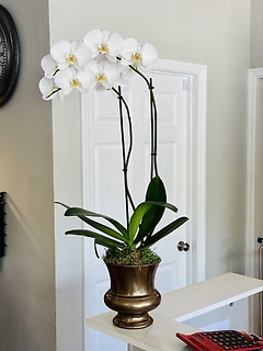 Phalaenopsis Double-Stem Orchid