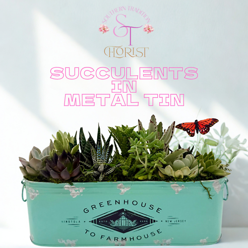 Succulents in Metal Tin