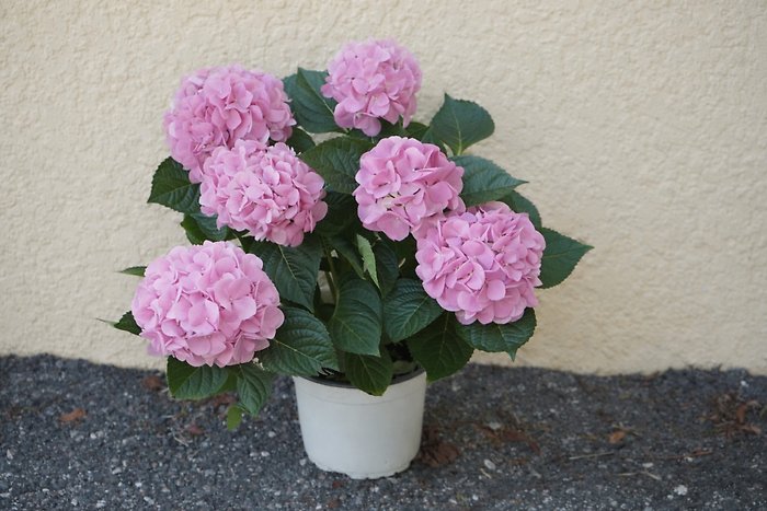 Pink Hydrangea (8\")