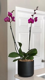 Contemporary Phalaenopsis Orchid