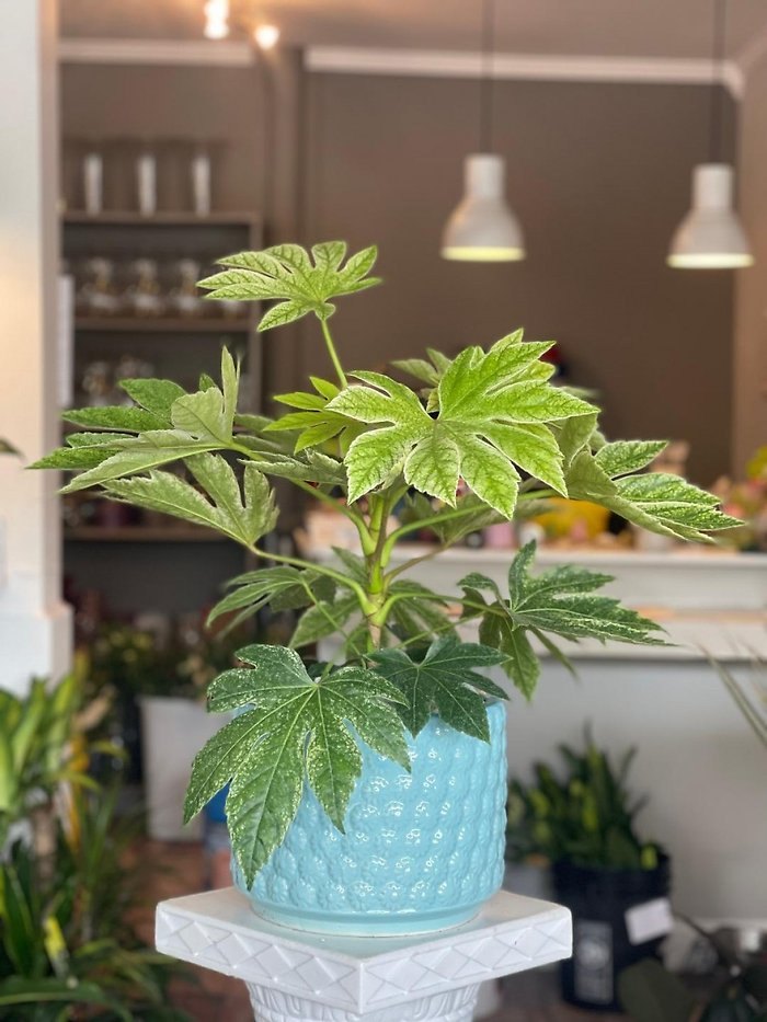 Fatsia Japonica