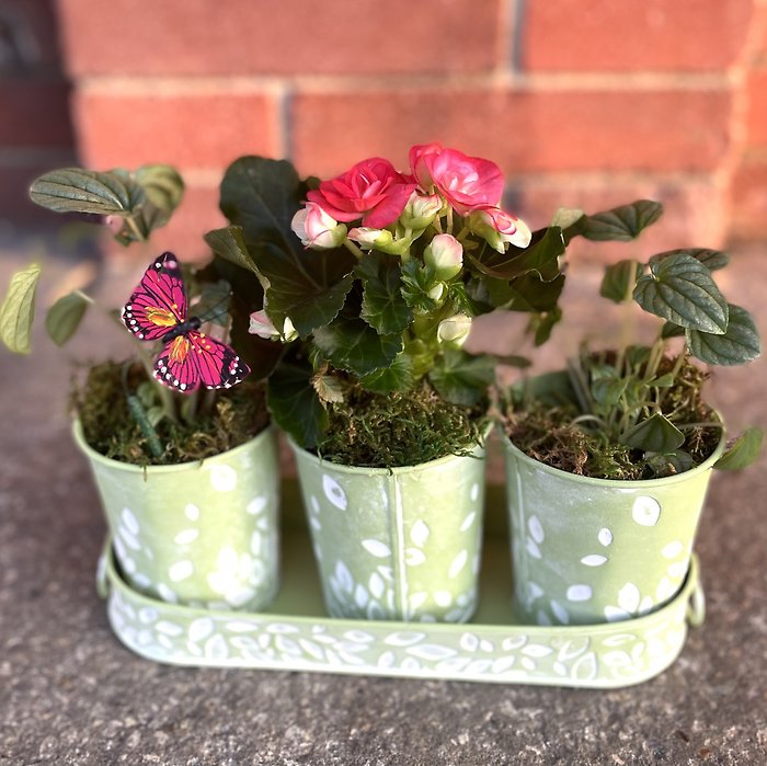 Begonia Bliss
