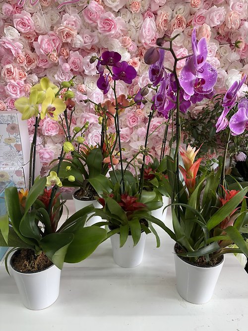 Orchid with 2 Bromeliads in Ceramic Pot