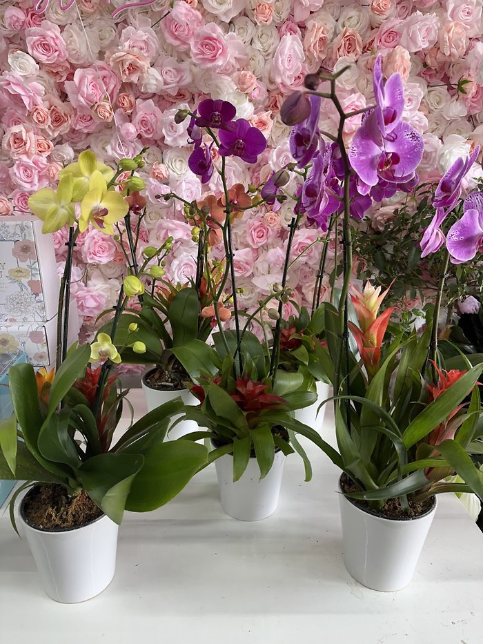Orchid with 2 Bromeliads in Ceramic Pot