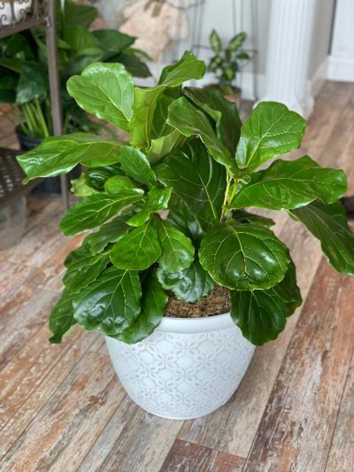 Fiddle Leaf Fig