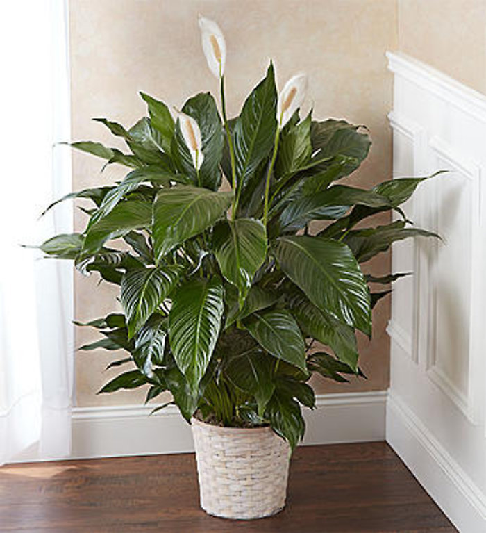 Peace Lily Plant - Pick your size
