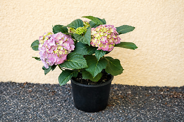 Small Hydrangea