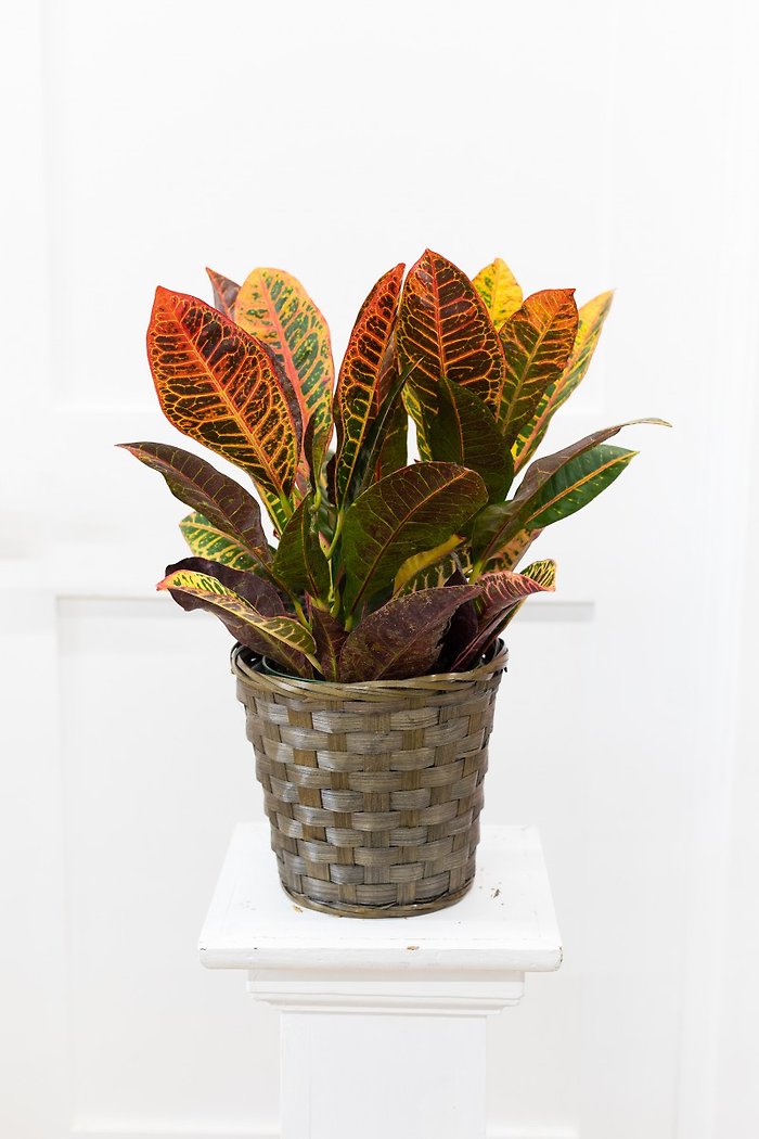 Small Croton