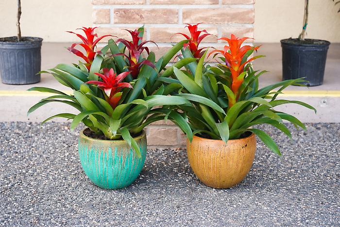 Bromeliad Trio in a Terra Cotta Pot