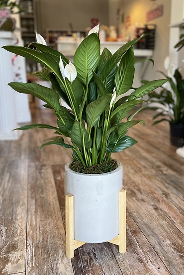 Contemporary Peace Lily