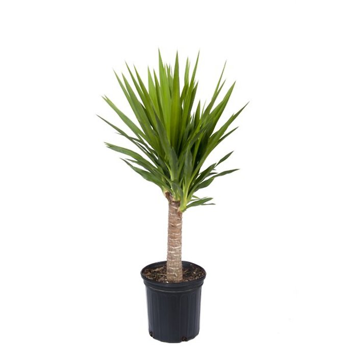 Small Yucca Tree