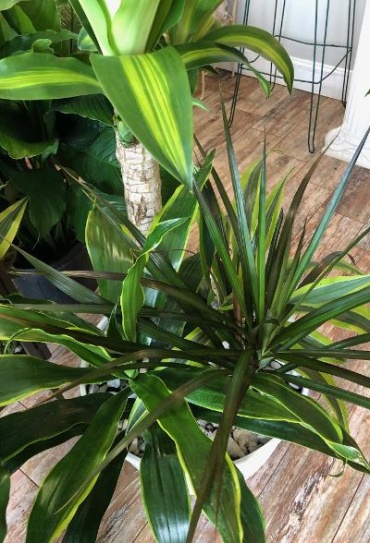 Mass Cane Combo in Resin Pot