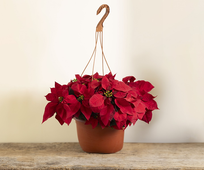 Hanging Basket Poinsettia