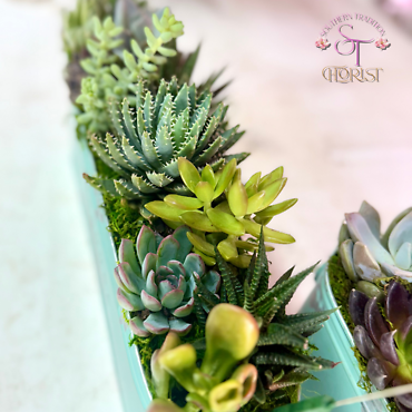 Succulents in Metal Tin