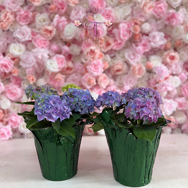 Hydrangea Plant
