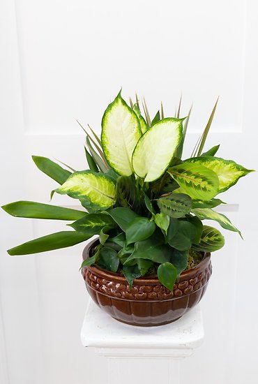 Medium Dish Garden