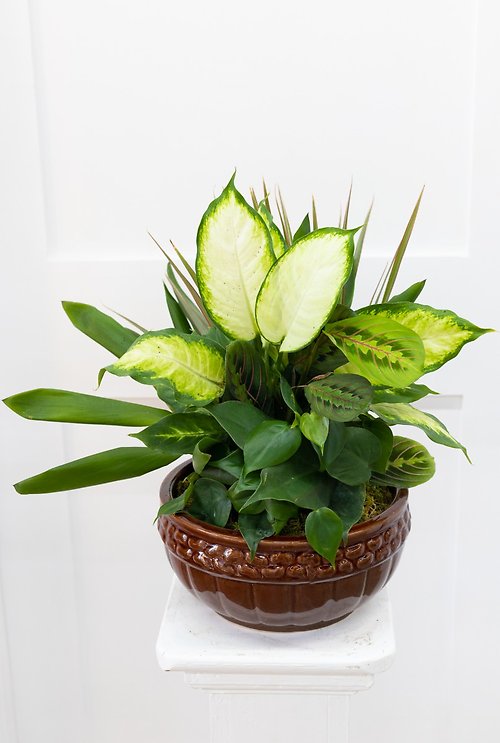 Medium Dish Garden