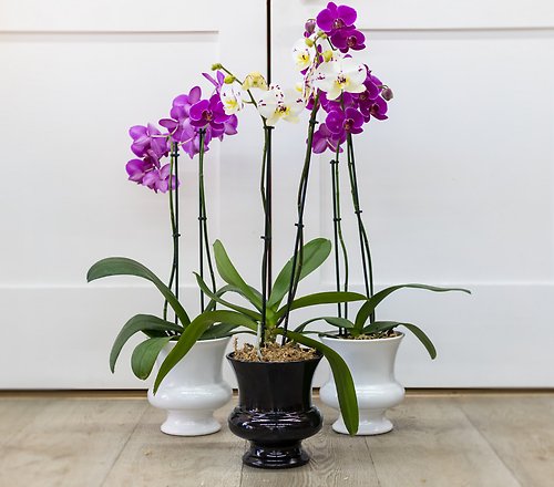 Phalaenopsis Double-Stem Orchid