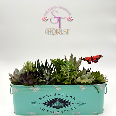 Succulents in Metal Tin