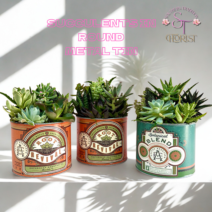 Succulents in Round Metal Tin